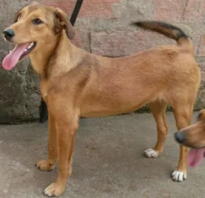Cachorro raça SRD idade 7 a 11 meses nome ASHLEY