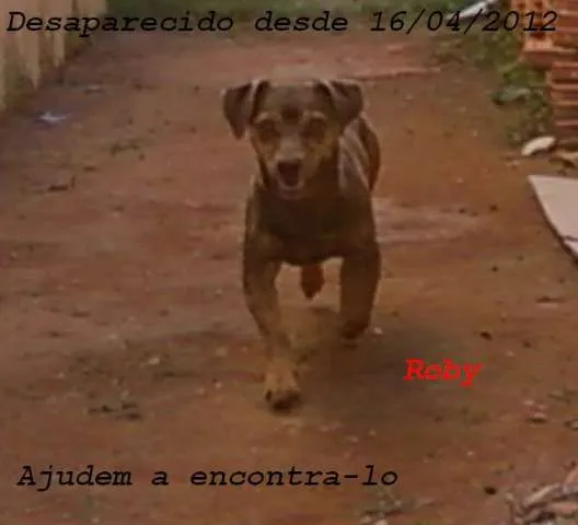 Cachorro ra a Pinscher idade 4 anos nome Roby GRATIFICA