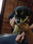 Dala