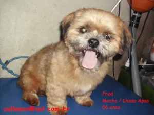 Cachorro raça Lhasa Apso idade 6 ou mais anos nome Fred