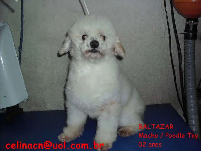 Cachorro ra a Poodle idade 2 anos nome Baltazar