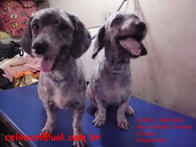 Cachorro ra a Poodle idade 3 anos nome Carol/Mafalda