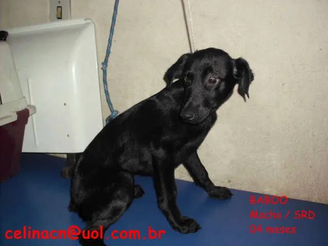 Cachorro ra a SRD idade 7 a 11 meses nome Baboo
