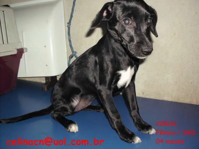 Cachorro ra a SRD idade 7 a 11 meses nome Coral