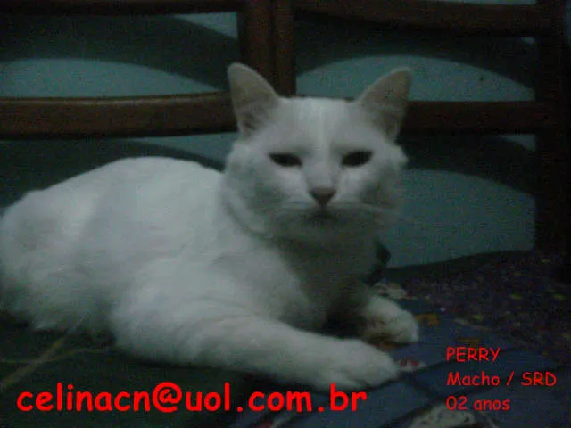 Gato ra a SRD idade 2 anos nome Perry