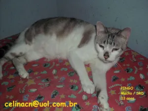 Gato raça SRD idade 3 anos nome Pingo
