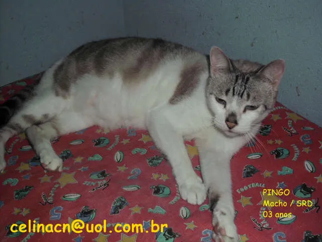 Gato ra a SRD idade 3 anos nome Pingo