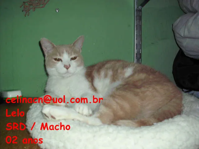 Gato ra a SRD idade 2 anos nome Lelo