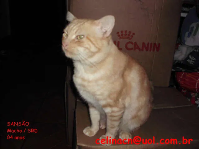 Gato ra a s idade 4 anos nome Sansão