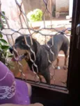 Negão