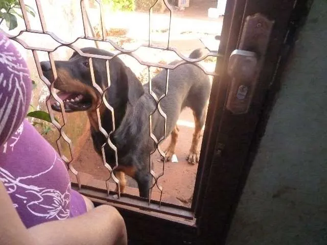 Cachorro ra a Rottweiler idade 1 ano nome Negão