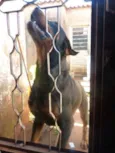 Negão