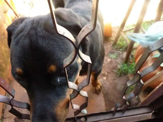 Cachorro ra a Rottweiler idade 1 ano nome Negão