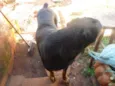 Negão