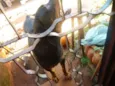 Negão