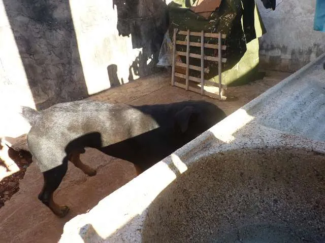 Cachorro ra a Rottweiler idade 1 ano nome Negão