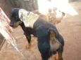 Negão