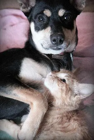 Cachorro ra a comum idade 7 a 11 meses nome PETISCO GRATIFICA