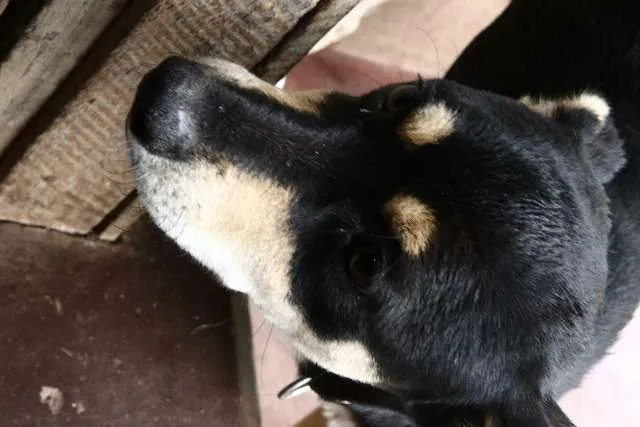 Cachorro ra a comum idade 7 a 11 meses nome PETISCO GRATIFICA