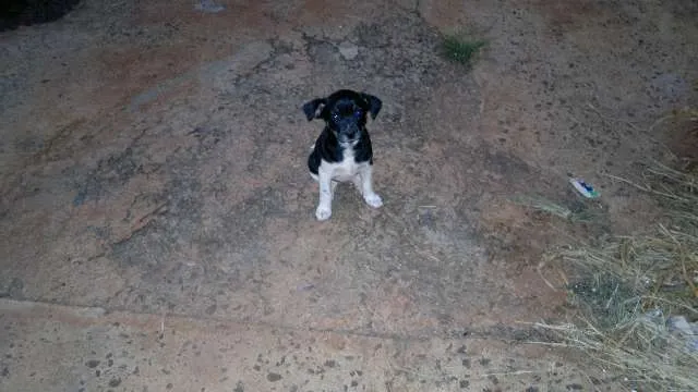 Cachorro ra a SRD idade Abaixo de 2 meses nome Sem nome1