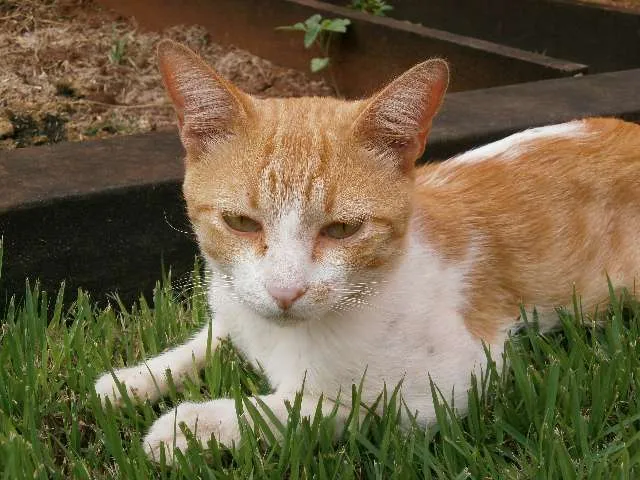 Gato ra a comum idade 3 anos nome Loiro GRATIFICA