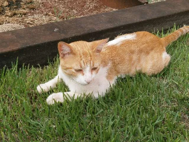 Gato ra a comum idade 3 anos nome Loiro GRATIFICA