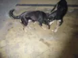 Faísca/Fumaça