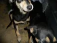 Faísca/Fumaça