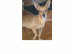 Cachorro raça SRD idade 3 anos nome Meg GRATIFICA