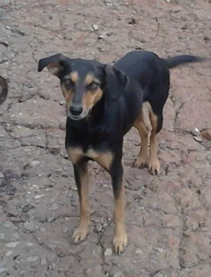 Cachorro raça Sem raça definida idade 1 ano nome Perdido 