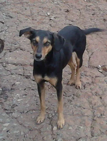 Cachorro ra a Sem raça definida idade 1 ano nome Perdido 