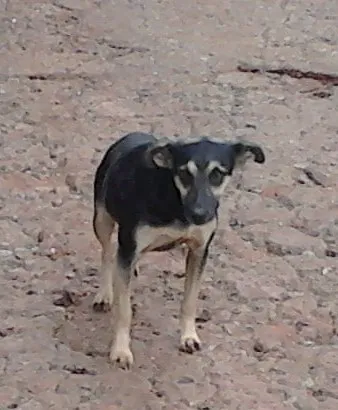Cachorro ra a sem raça definida idade 1 ano nome Sem Ninguém