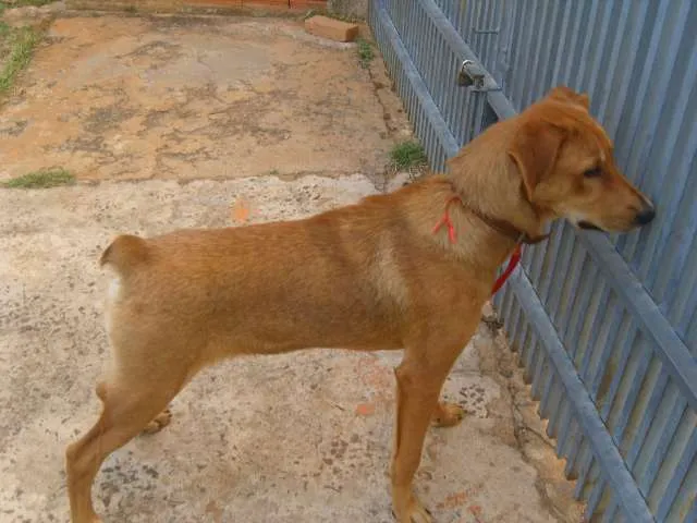 Cachorro ra a SRD idade 7 a 11 meses nome LEÃO