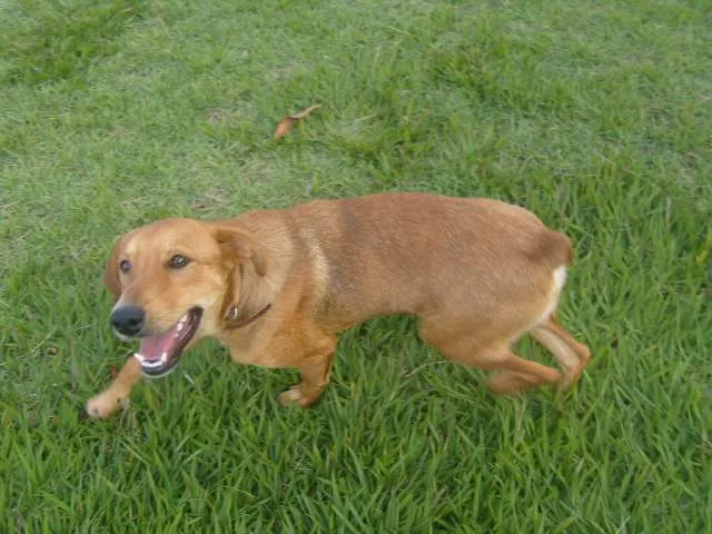 Cachorro ra a SRD idade 7 a 11 meses nome LEÃO