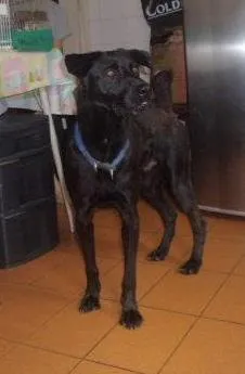 Cachorro ra a SRD idade  nome sem nome