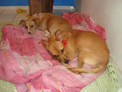 Cachorro raça Pit-Bull / dalmata idade 4 anos nome Dálmata Pongo e o P