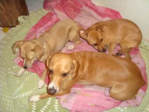 Cachorro raça Pit-Bull / dalmata idade 4 anos nome Dálmata Pongo e o P