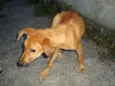 Dálmata Pongo e o P