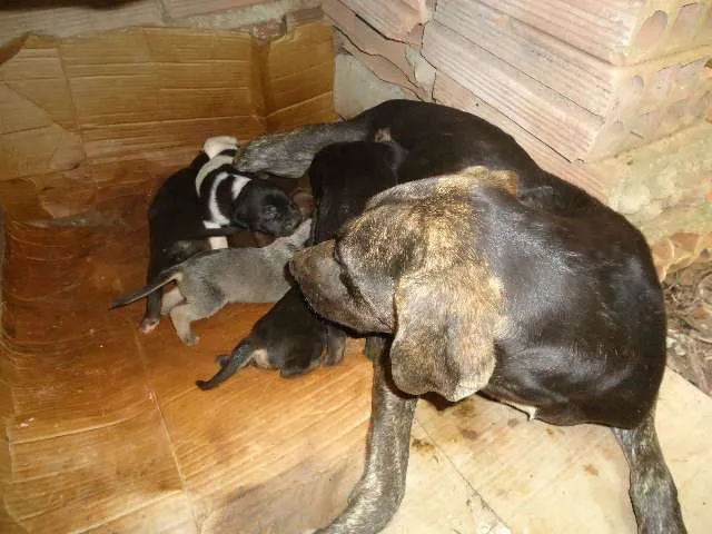 Cachorro raça INDEFINIDA idade 1 ano nome NÃO TEM