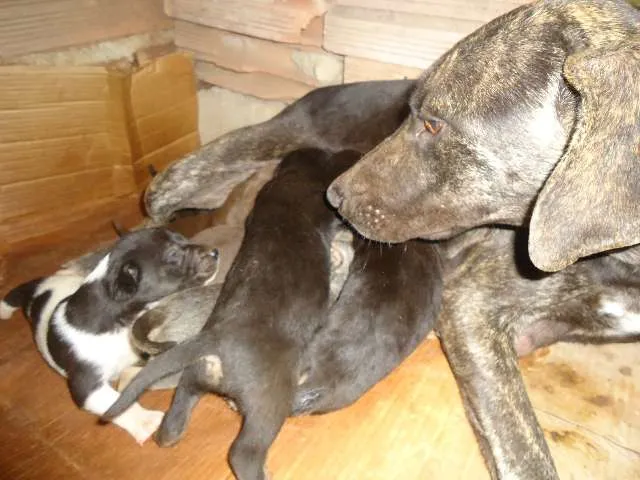 Cachorro raça INDEFINIDA idade 1 ano nome NÃO TEM
