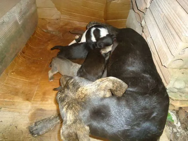 Cachorro raça INDEFINIDA idade 1 ano nome NÃO TEM