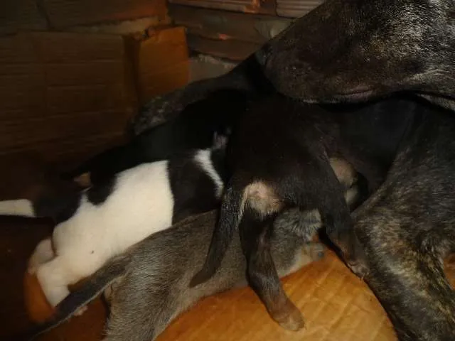Cachorro raça INDEFINIDA idade 1 ano nome NÃO TEM