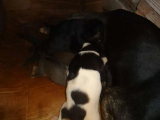 Cachorro raça INDEFINIDA idade 1 ano nome NÃO TEM