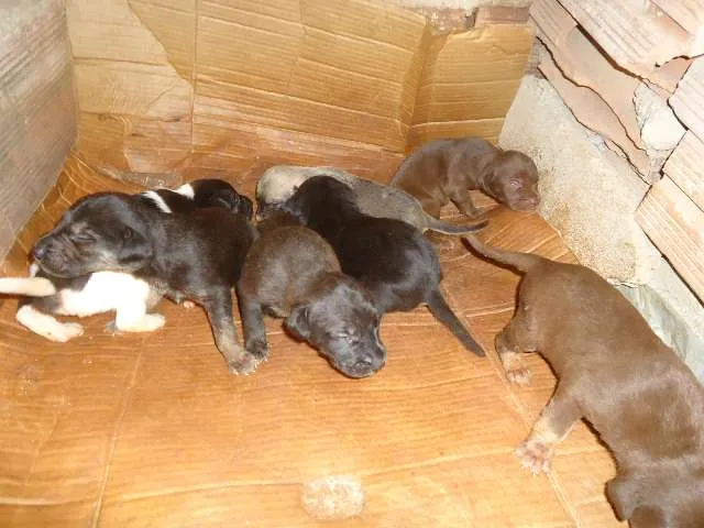 Cachorro raça INDEFINIDA idade 1 ano nome NÃO TEM