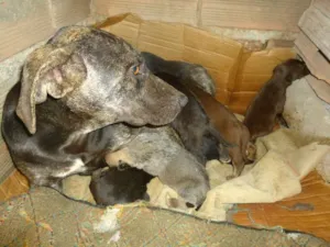 Cachorro raça INDEFINIDA idade 1 ano nome NÃO TEM