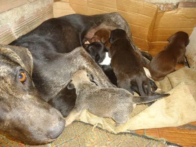Cachorro raça INDEFINIDA idade 1 ano nome NÃO TEM