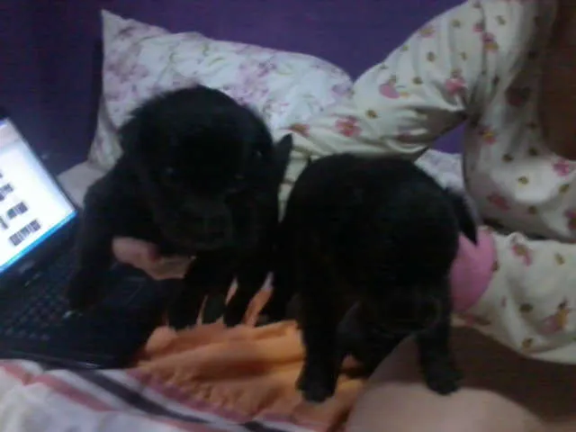 Cachorro ra a RND idade 2 a 6 meses nome SEM NOME 