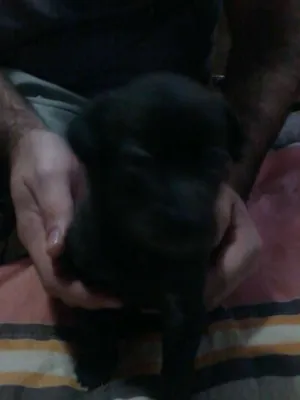 Cachorro raça RND idade 2 a 6 meses nome SEM NOME 