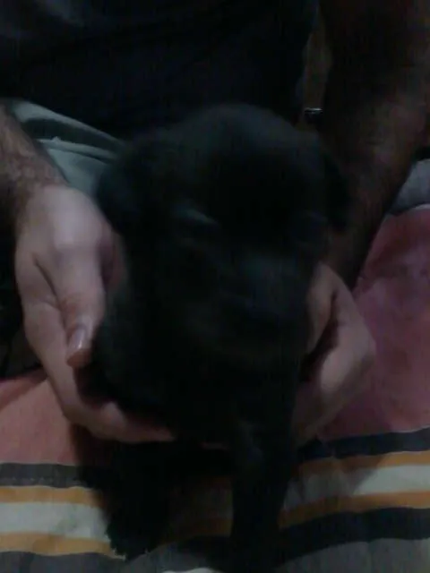 Cachorro ra a RND idade 2 a 6 meses nome SEM NOME 