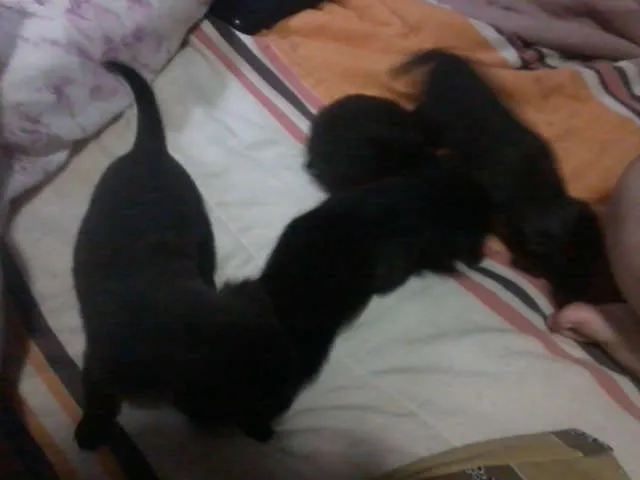 Cachorro ra a RND idade 2 a 6 meses nome SEM NOME 
